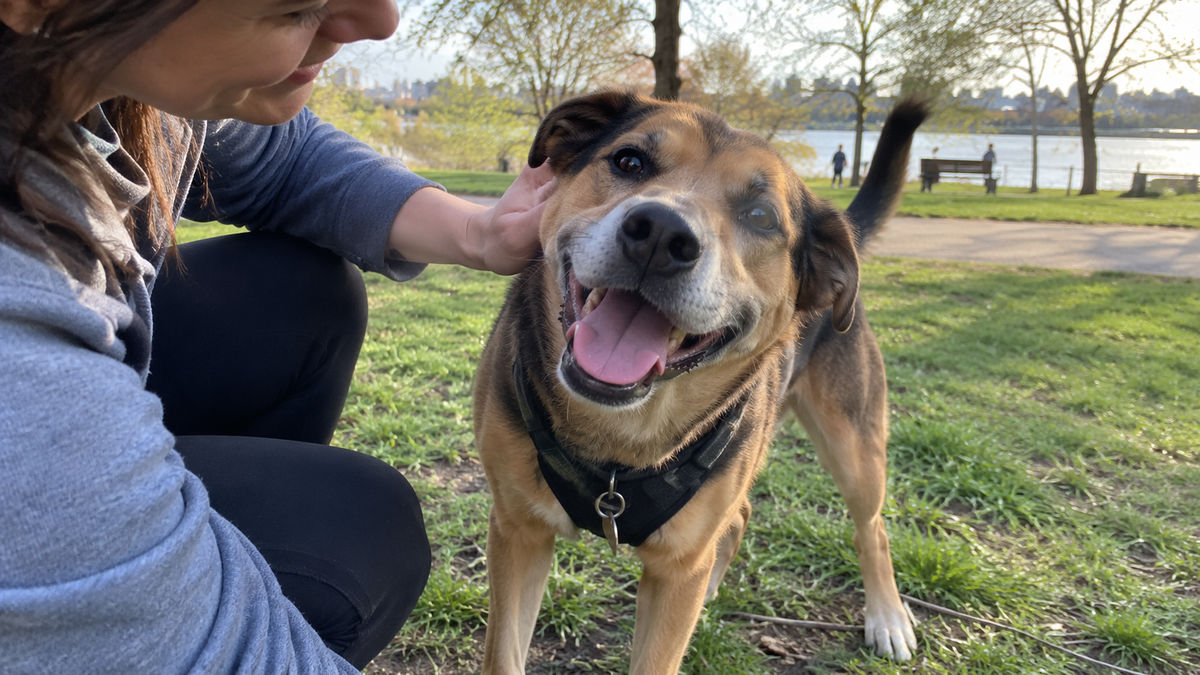 How to Make a Dog’s Day: 10 Simple Ways to Make Life Better for Dogs