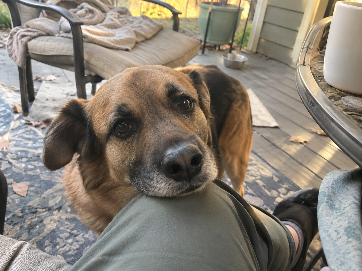 Do Dogs Really Feel Emotions? Here’s What Science Says