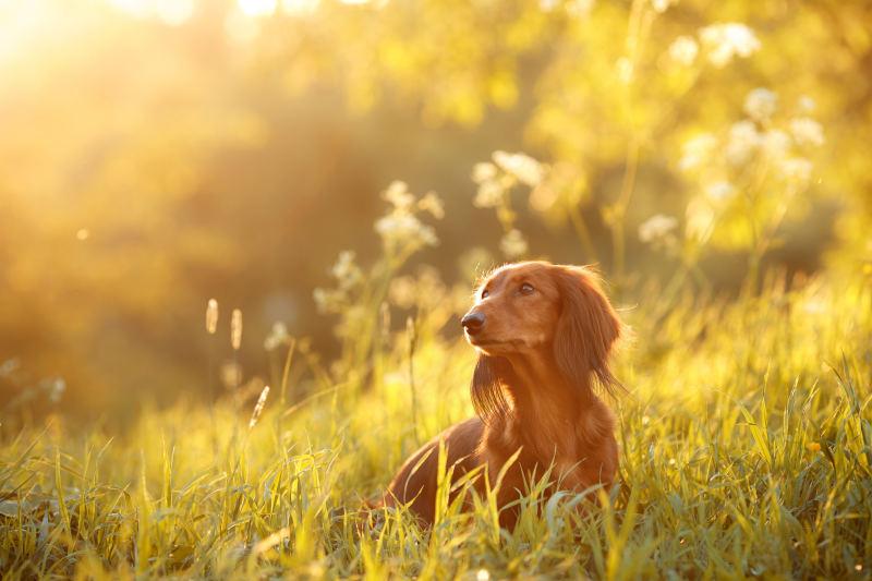 9 Surprising Facts About Dachshunds You Probably Didn’t Know