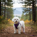 Step-In Air Mesh Dog Harness – Lightweight, Breathable & Reflective Pet Walking Harness