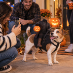 BooRider™ - Headless Horseman Halloween Pet Costume