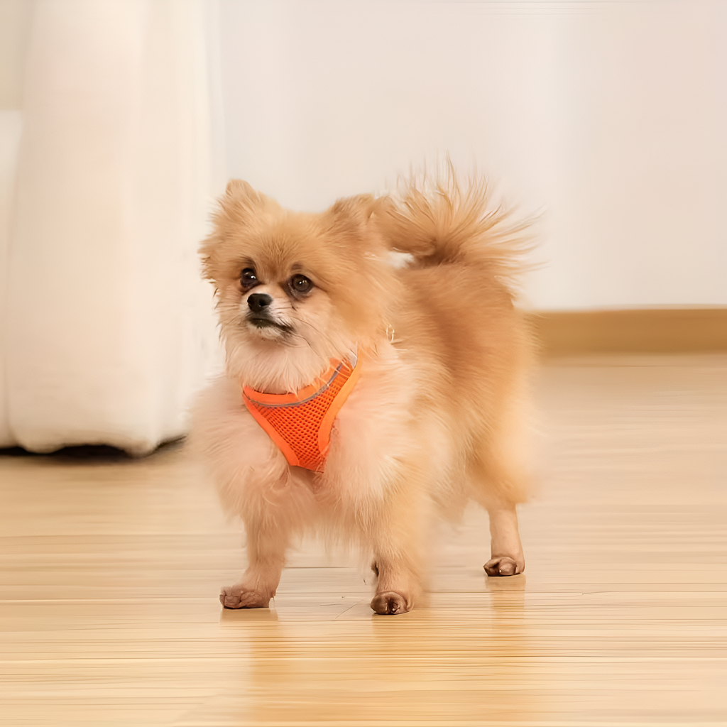 No-Pull Adjustable Dog Harness – Comfortable, Escape-Proof & Easy to Put On