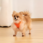 No-Pull Adjustable Dog Harness – Comfortable, Escape-Proof & Easy to Put On