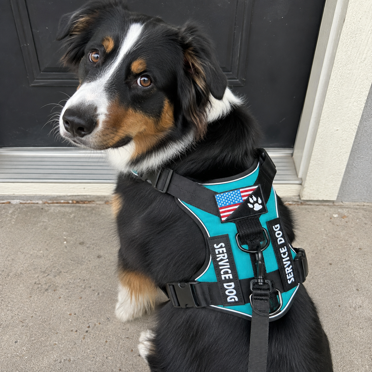 Adjustable Waterproof Dog Harness with Reflective Vest – Soft, Chew-Resistant & Breathable