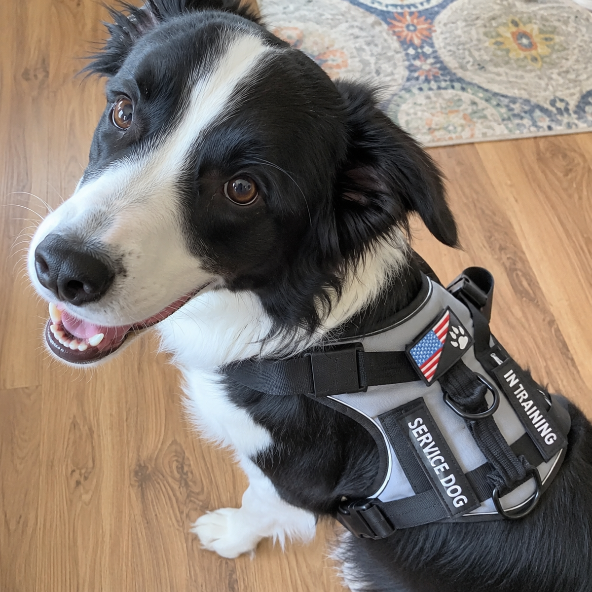 Adjustable Waterproof Dog Harness with Reflective Vest – Soft, Chew-Resistant & Breathable