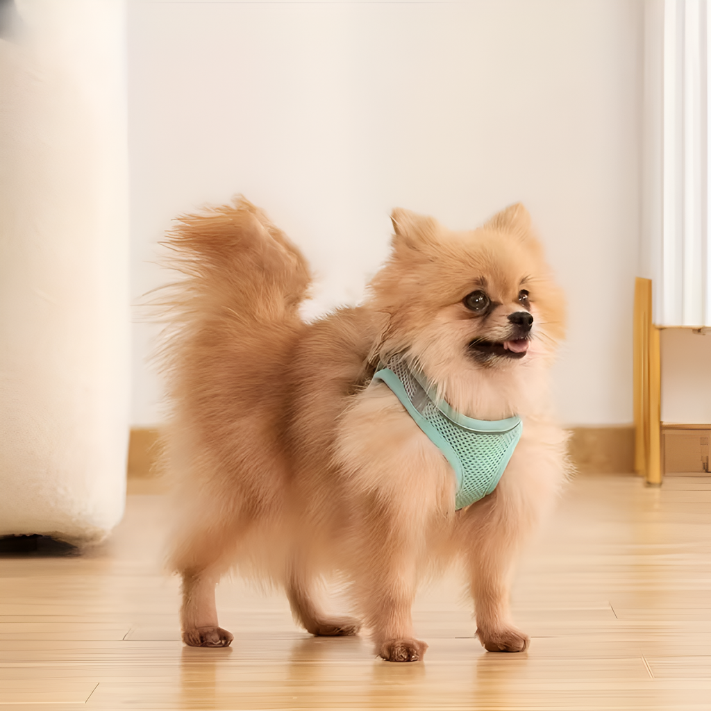No-Pull Adjustable Dog Harness – Comfortable, Escape-Proof & Easy to Put On