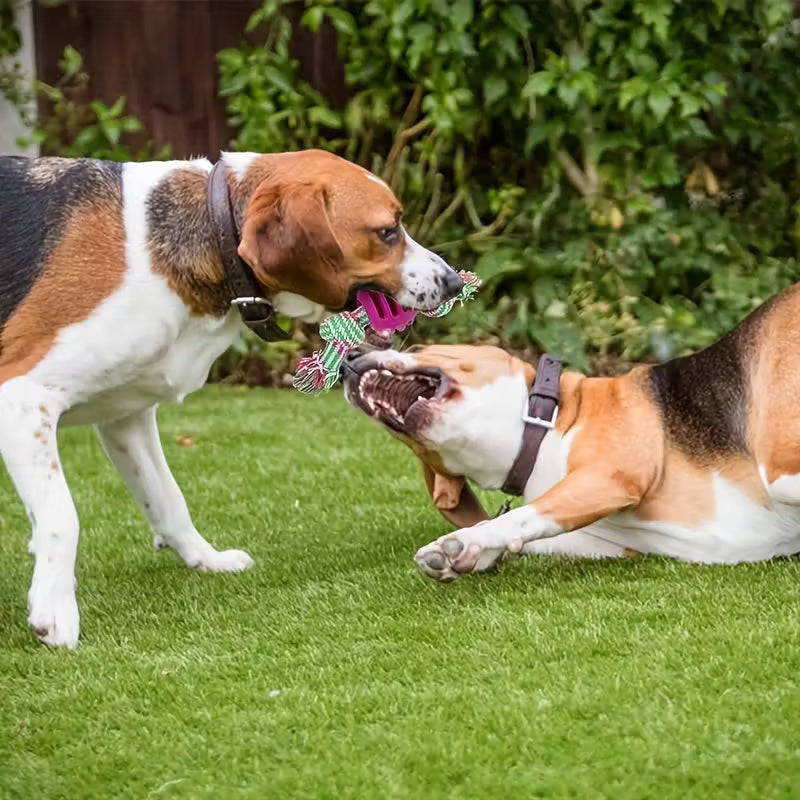 Interactive Dog Chew Toy – Knotted Rope Chew for Tug-of-War & Dental Health