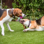 Interactive Dog Chew Toy – Knotted Rope Chew for Tug-of-War & Dental Health