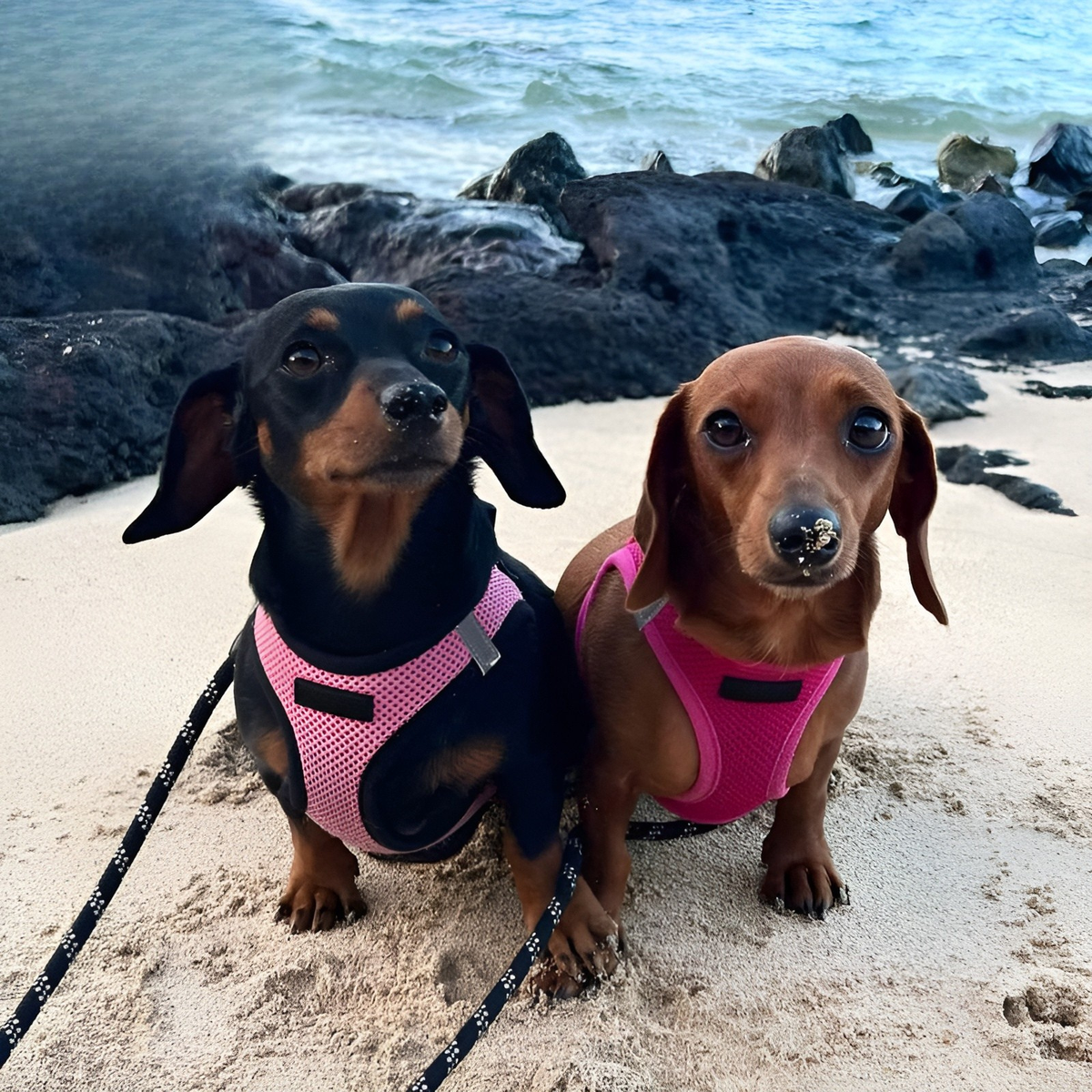 Dogs & Cats All-Weather Mesh Reflective No-Pull Harness – Step-In Design for Small to Medium Pets