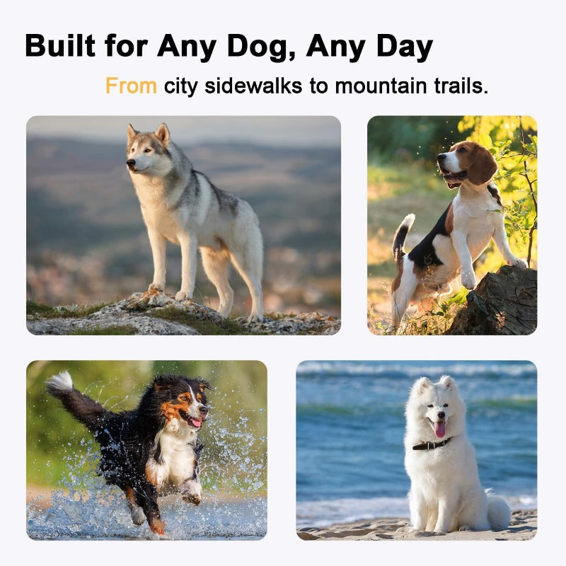 Safe Night Walk Gear for Pets & Owners