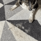 FurSwipe Pro™ – Reusable Pet Hair Removal Glove