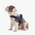 Adjustable Neck & Chafe-Resistant Dog Harness for Small Dogs – No-Pull, Soft Mesh, Easy-Click Buckle