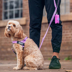 Adjustable Neck & Chafe-Resistant Dog Harness for Small Dogs – No-Pull, Soft Mesh, Easy-Click Buckle
