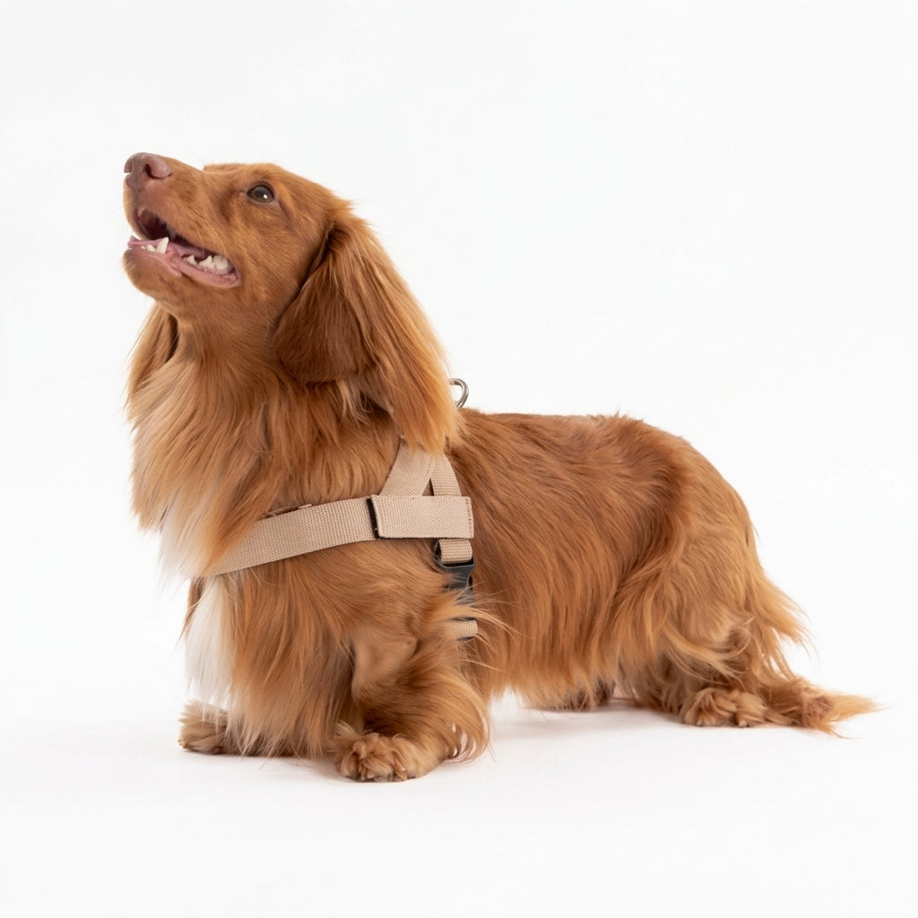 Adjustable Neck & Chafe-Resistant Dog Harness for Small Dogs – No-Pull, Soft Mesh, Easy-Click Buckle