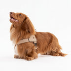 Adjustable Neck & Chafe-Resistant Dog Harness for Small Dogs – No-Pull, Soft Mesh, Easy-Click Buckle