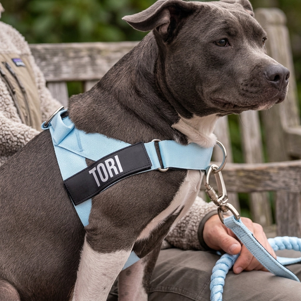 Adjustable Neck & Chafe-Resistant Dog Harness for Small Dogs – No-Pull, Soft Mesh, Easy-Click Buckle