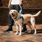 Adjustable Neck & Chafe-Resistant Dog Harness for Small Dogs – No-Pull, Soft Mesh, Easy-Click Buckle