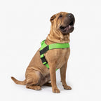 Adjustable Neck & Chafe-Resistant Dog Harness for Small Dogs – No-Pull, Soft Mesh, Easy-Click Buckle