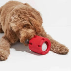 Durable Tennis Ball Tumble Toy for Dogs