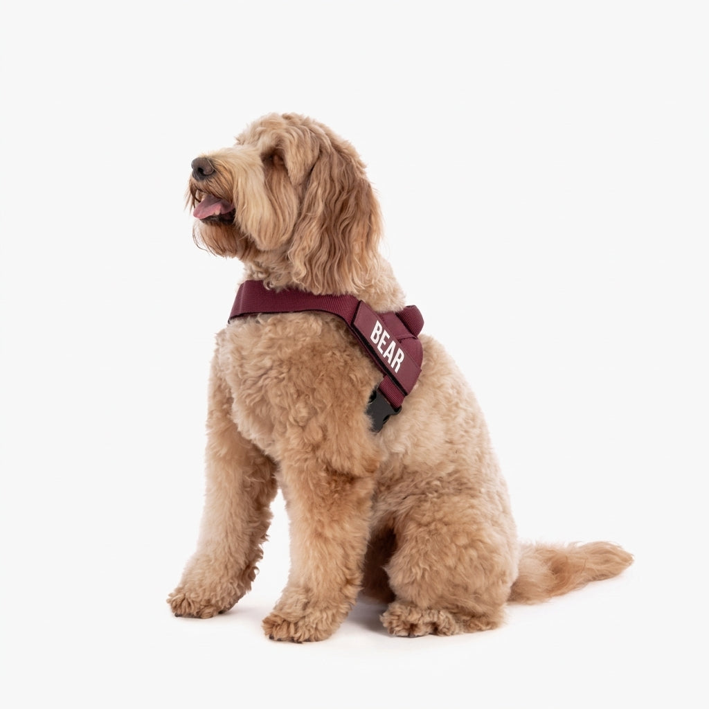 Adjustable Neck & Chafe-Resistant Dog Harness for Small Dogs – No-Pull, Soft Mesh, Easy-Click Buckle
