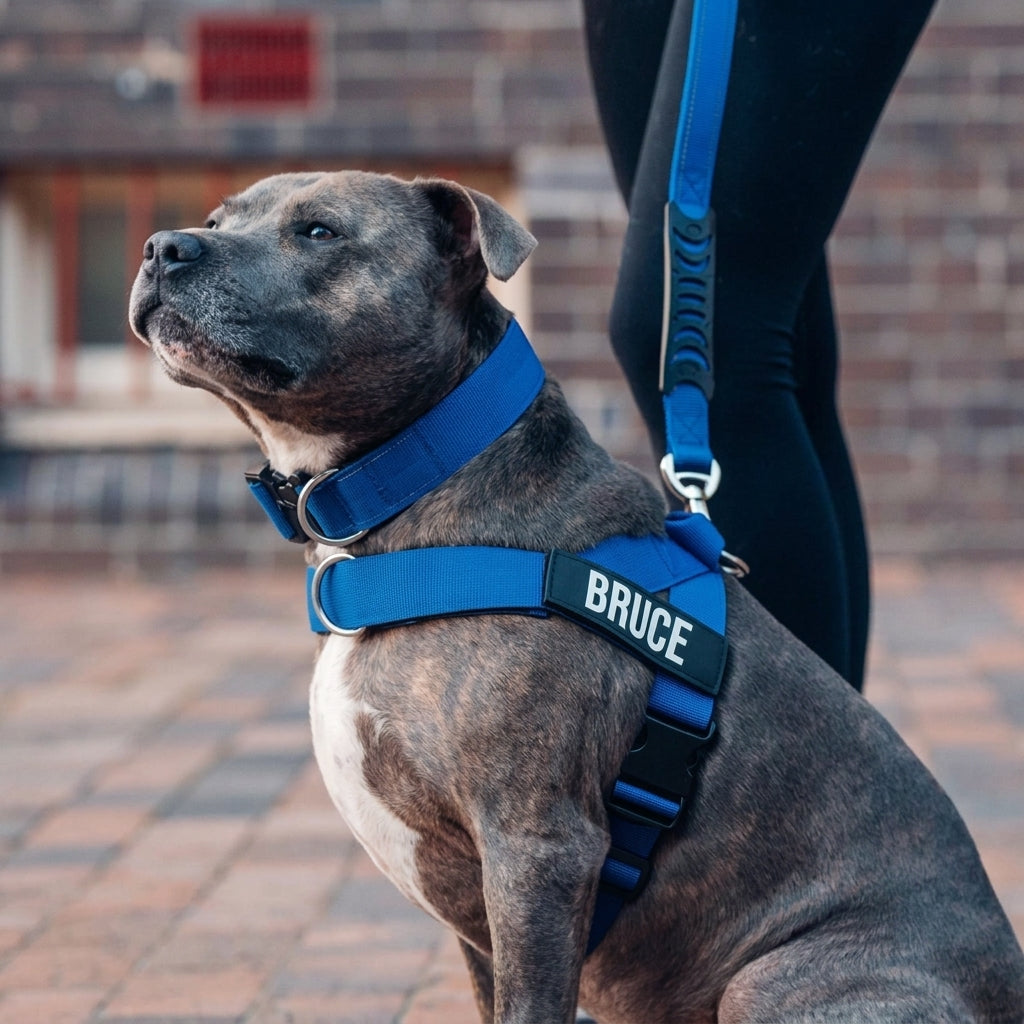Adjustable Neck & Chafe-Resistant Dog Harness for Small Dogs – No-Pull, Soft Mesh, Easy-Click Buckle