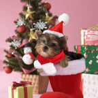 Pet Holiday Hat: Santa, Birthday, Halloween, Christmas, Leprechaun & Sailor Costumes