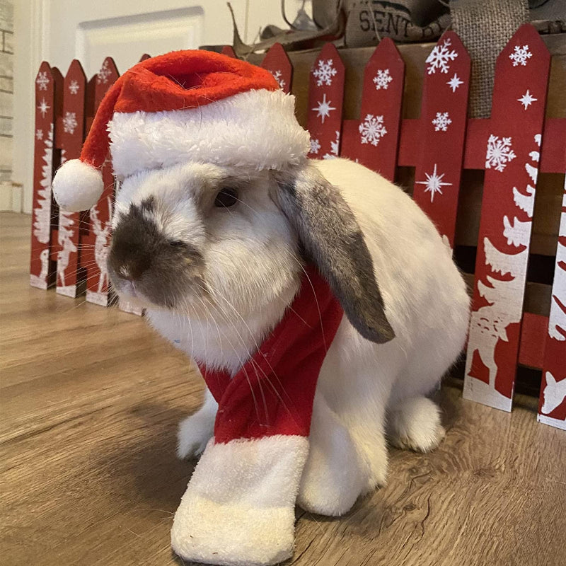 Pet Holiday Hat: Santa, Birthday, Halloween, Christmas, Leprechaun & Sailor Costumes