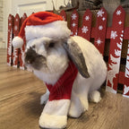 Pet Holiday Hat: Santa, Birthday, Halloween, Christmas, Leprechaun & Sailor Costumes