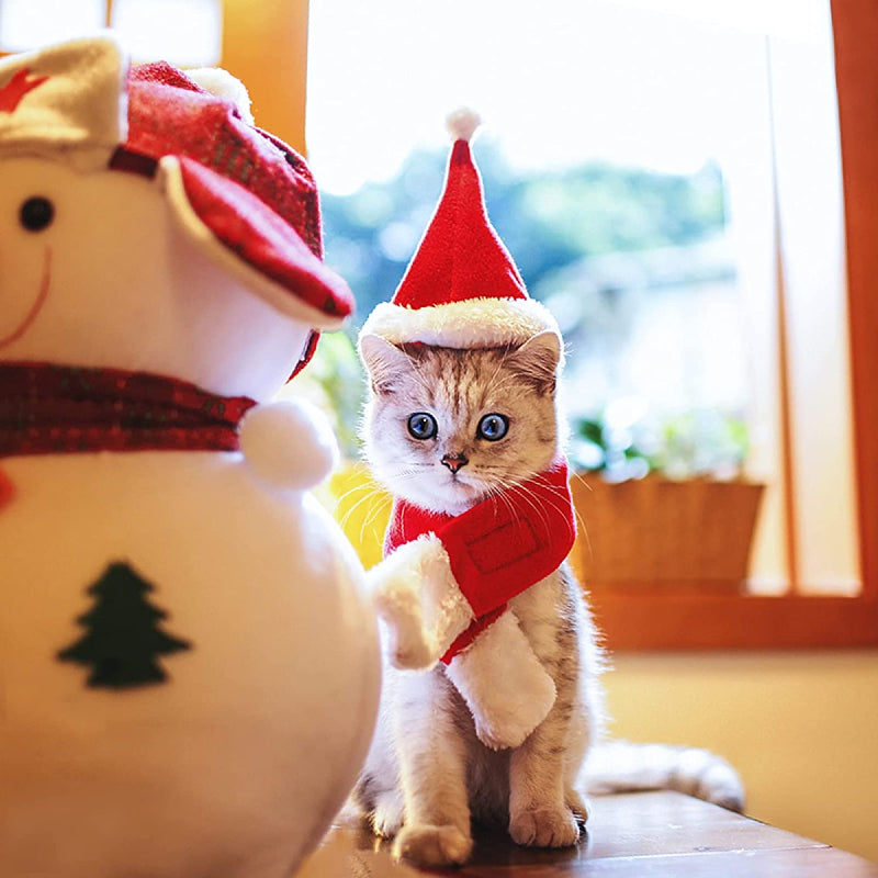 Pet Holiday Hat: Santa, Birthday, Halloween, Christmas, Leprechaun & Sailor Costumes