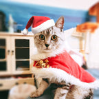 Pet Holiday Hat: Santa, Birthday, Halloween, Christmas, Leprechaun & Sailor Costumes