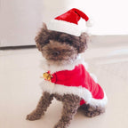 Pet Holiday Hat: Santa, Birthday, Halloween, Christmas, Leprechaun & Sailor Costumes
