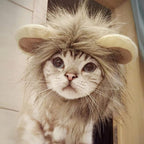 Pet Holiday Hat: Santa, Birthday, Halloween, Christmas, Leprechaun & Sailor Costumes