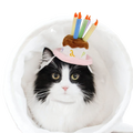 Pet Holiday Hat: Santa, Birthday, Halloween, Christmas, Leprechaun & Sailor Costumes