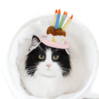Pet Holiday Hat: Santa, Birthday, Halloween, Christmas, Leprechaun & Sailor Costumes