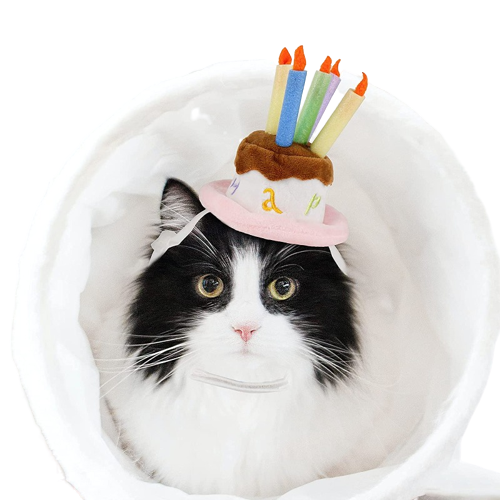Pet Holiday Hat: Santa, Birthday, Halloween, Christmas, Leprechaun & Sailor Costumes