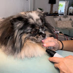 Silent Groom Pro – Ultra-Quiet Pet Grooming Tool