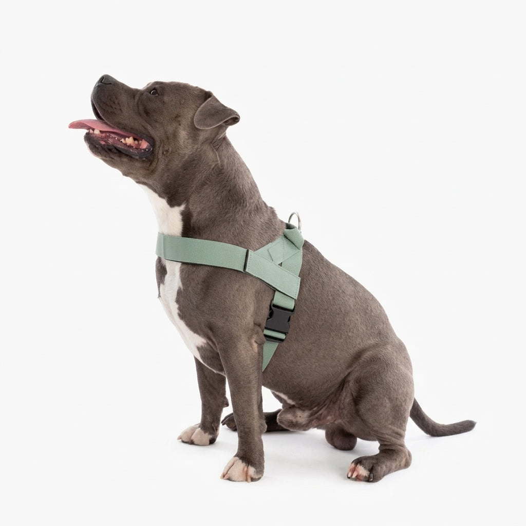 Adjustable Neck & Chafe-Resistant Dog Harness for Small Dogs – No-Pull, Soft Mesh, Easy-Click Buckle