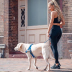 Adjustable Neck & Chafe-Resistant Dog Harness for Small Dogs – No-Pull, Soft Mesh, Easy-Click Buckle