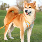 Reflective Dog Harness for Puppies & Small Dogs – PawSafe GlowPup