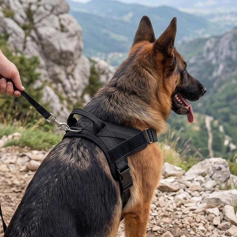 Breathable Mesh No-Pull Dog Harness – Stop Leash Pulling Instantly