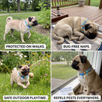 Adorable Insect-Repellent Dog Collar – Safe, Soft & Stylish