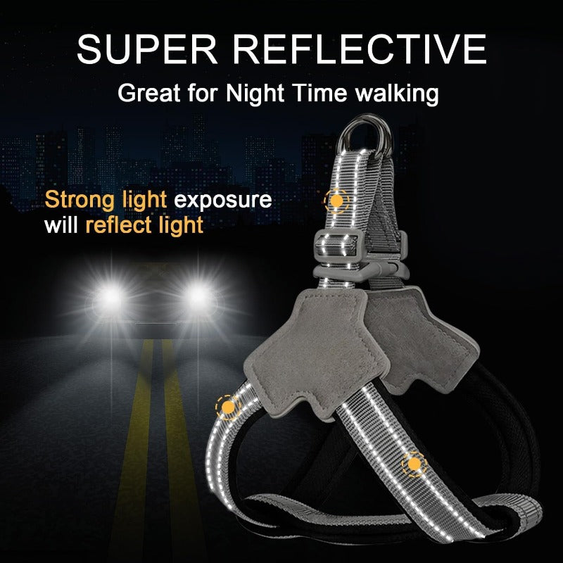 Safe Night Walk Gear for Pets & Owners