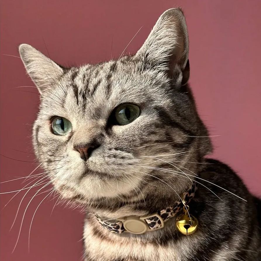 Leopard Print Pet Collar with Adjustable Bell for Cats & Small Dogs