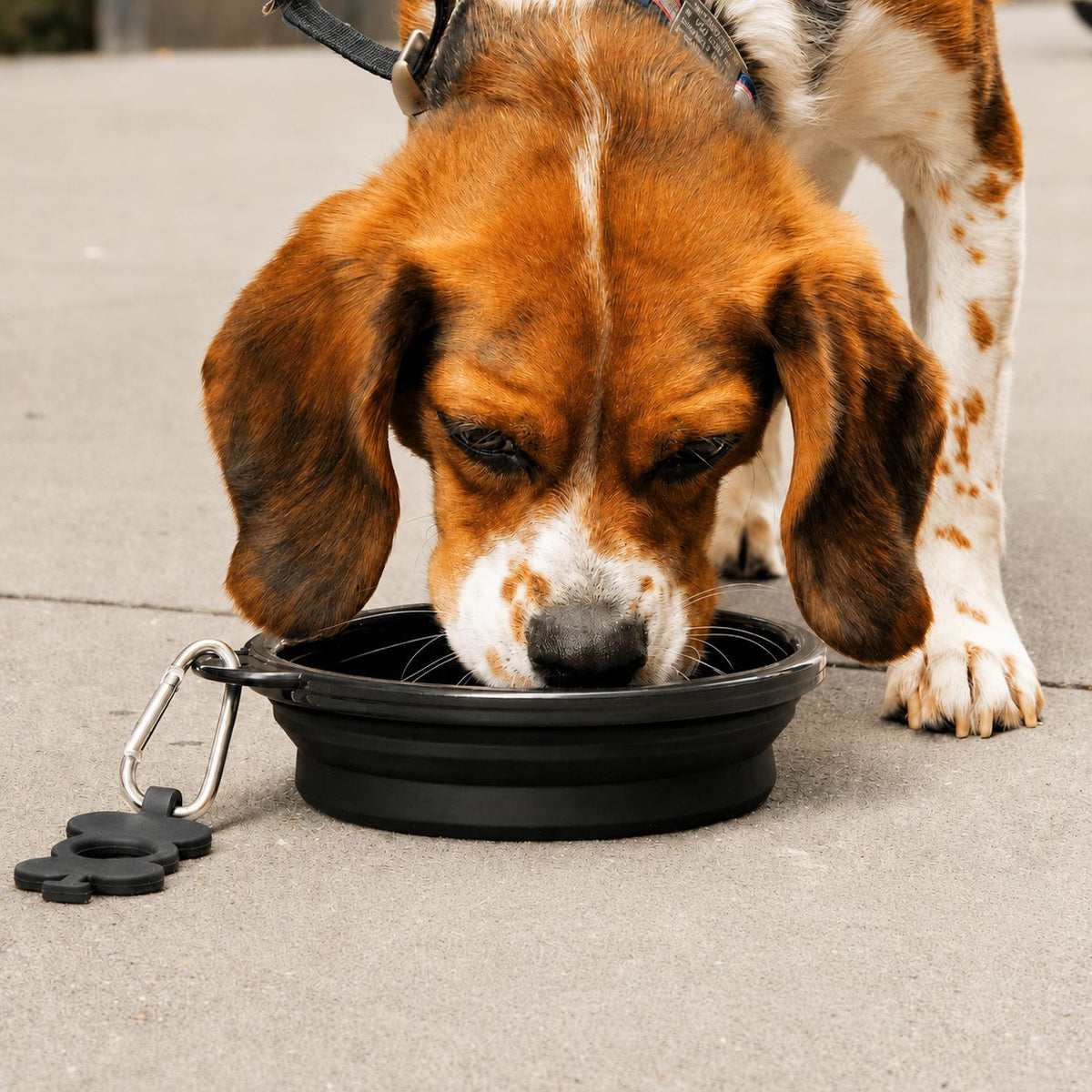Collapsible Silicone Dog Bowl – Portable Travel Water Bowl for Large & Giant Breeds