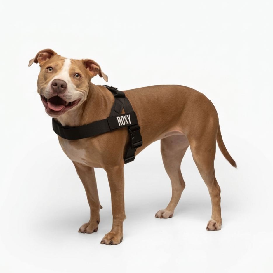 Adjustable Neck & Chafe-Resistant Dog Harness for Small Dogs – No-Pull, Soft Mesh, Easy-Click Buckle