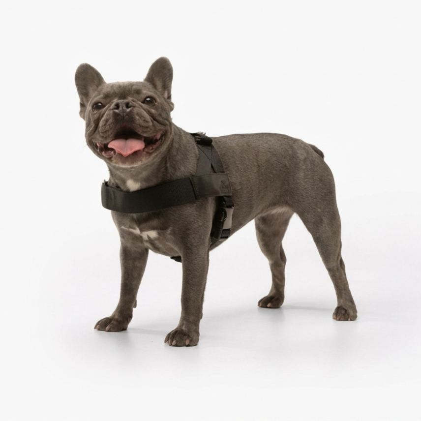 Adjustable Neck & Chafe-Resistant Dog Harness for Small Dogs – No-Pull, Soft Mesh, Easy-Click Buckle