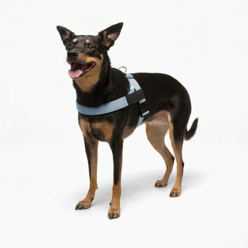Adjustable Neck & Chafe-Resistant Dog Harness for Small Dogs – No-Pull, Soft Mesh, Easy-Click Buckle