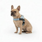 Adjustable Neck & Chafe-Resistant Dog Harness for Small Dogs – No-Pull, Soft Mesh, Easy-Click Buckle