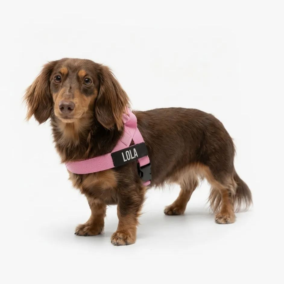 Adjustable Neck & Chafe-Resistant Dog Harness for Small Dogs – No-Pull, Soft Mesh, Easy-Click Buckle