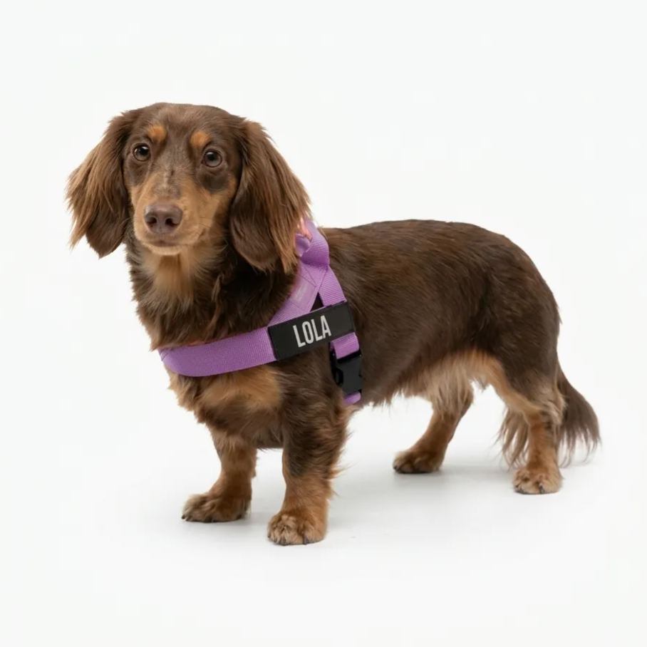 Adjustable Neck & Chafe-Resistant Dog Harness for Small Dogs – No-Pull, Soft Mesh, Easy-Click Buckle